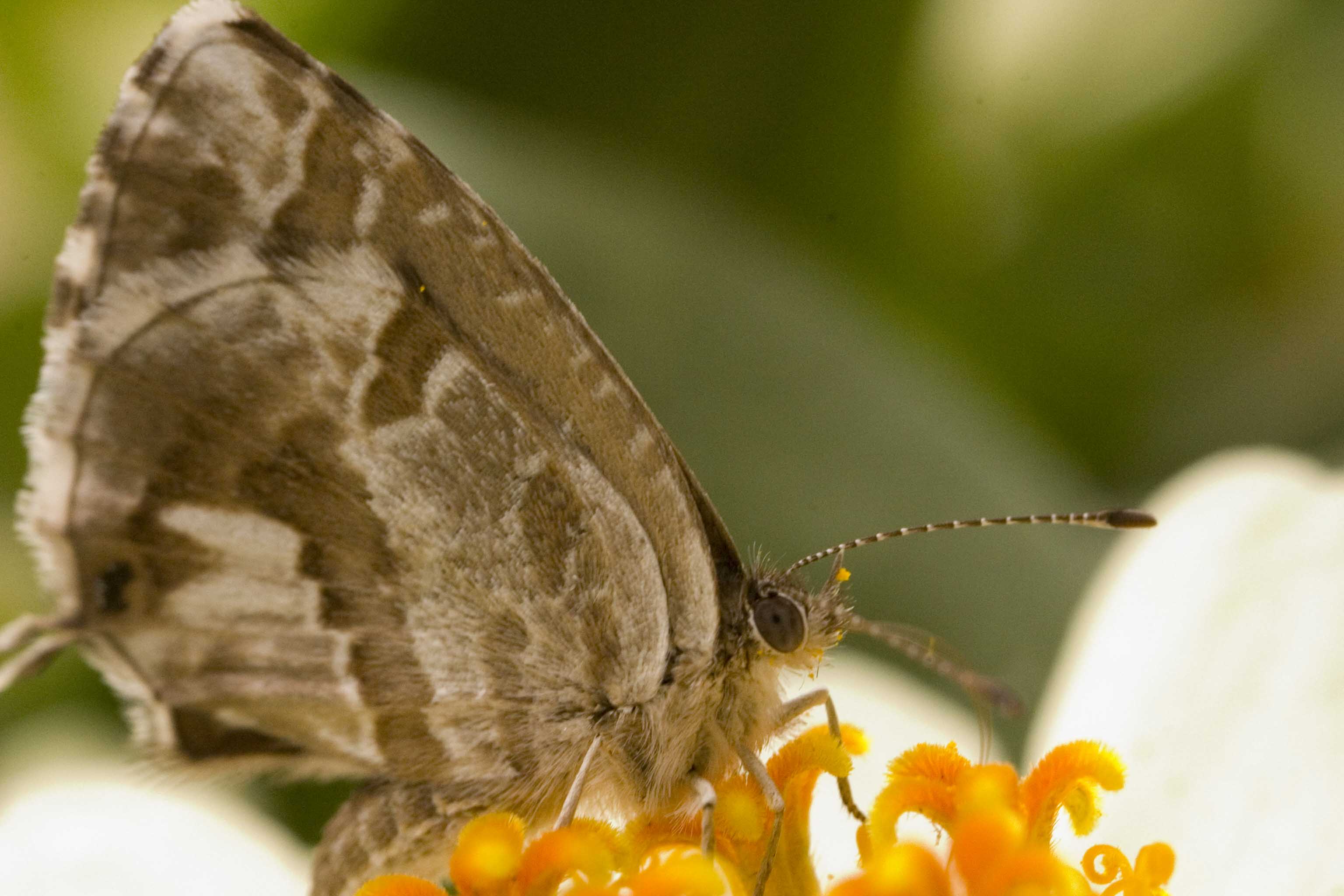 Viva la macrofotografia
